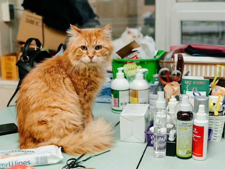 Katze hat Erbrechen und muss individuell ernährt werden Eine orangefarbene Katze sitzt auf einem Tisch voller Pflegeprodukte und Utensilien. Sie hat Erbrechen und braucht eine Beratung