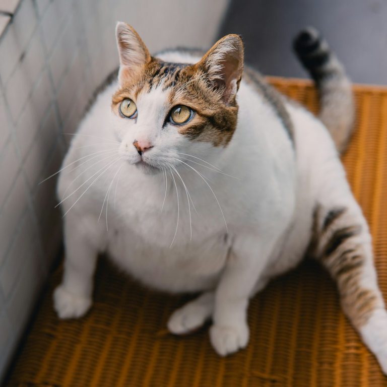Katze braucht eine Tierernährungsberatung Fetter, gestromter Kater sitzt auf einem Teppich und schaut aufmerksam. Katze ist zu dick