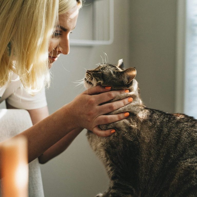 Die Beratung für Tierernährung bei Katzen Frau streichelt eine grau-getigerte Katze in einem hellen Raum. Sie möchte gute Ernährung für ihre Katze