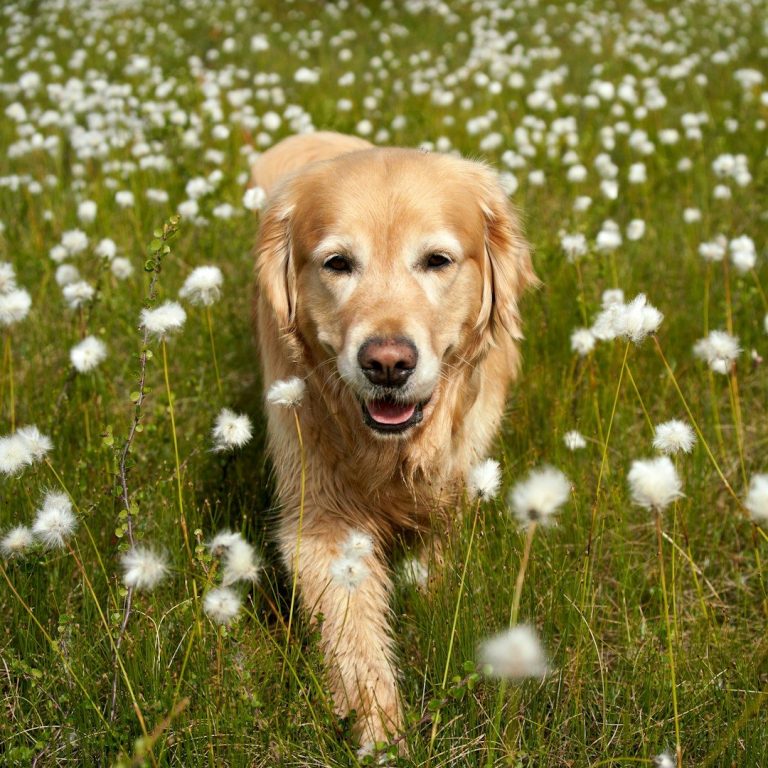 Labrador mit allergieauslösenden GRÄSERN Ein Golden Retriever läuft fröhlich durch eine Wiese mit weißen Blüten. Die für Allergien verantwortlich sind